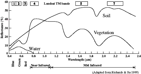 bulfig1.gif (5860 bytes)