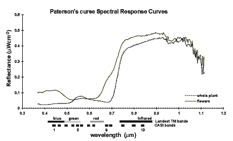 bulfig10.gif (5707 bytes)